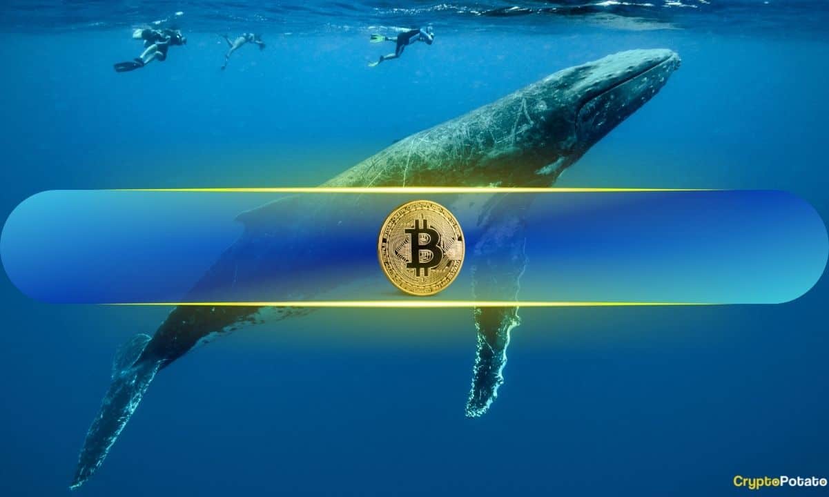 随着比特币鲸鱼的积累,价格目标调整至,000